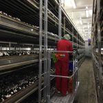 NEWTON series aluminium picking lorry operated by a worker dressed in red in a cultivation chamber