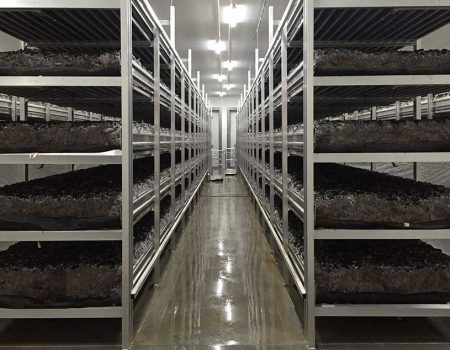 Path between the cultivation shelving in the mushroom farm